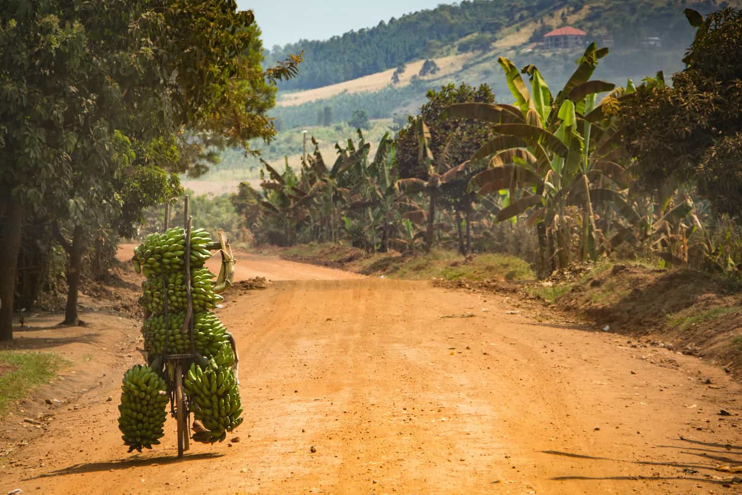 Bicycle of bananas on Uganda road Africa